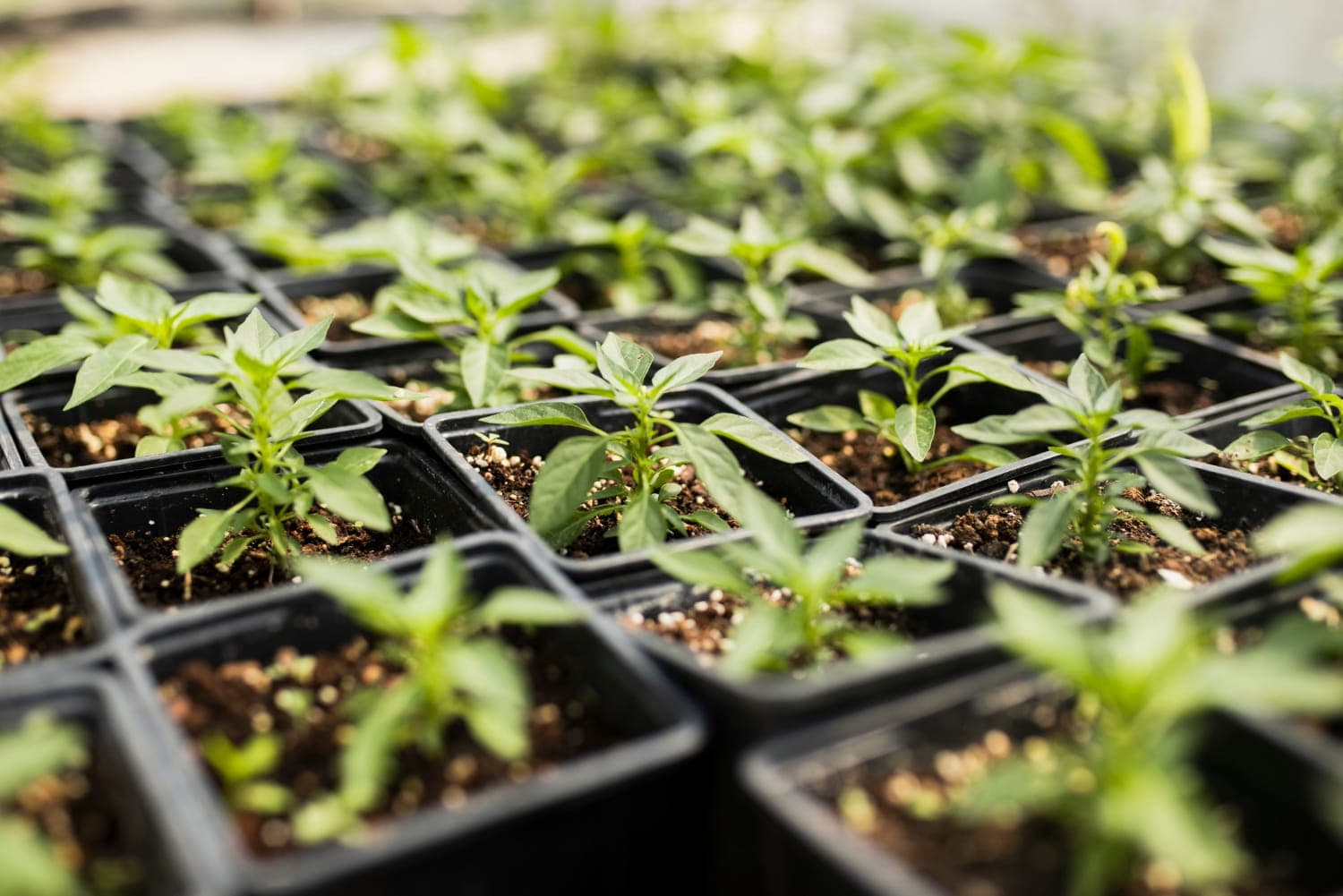 Agritech